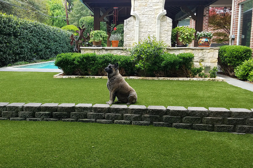 Pet Friendly Landscaping